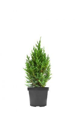 Можжевельник китайский Стрикта (Stricta)